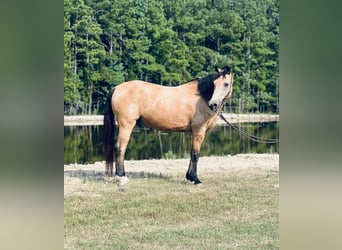 Tennessee walking horse, Gelding, 9 years, 15 hh, Buckskin