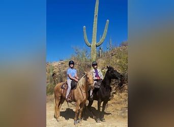 Tennessee walking horse, Gelding, 9 years, 15 hh, Palomino