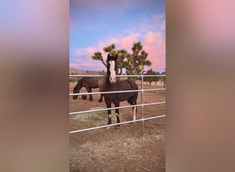 Tennessee walking horse, Gelding, 9 years, 15 hh, Sabino