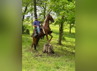 Tennessee walking horse, Gelding, 9 years, 15 hh, Sorrel