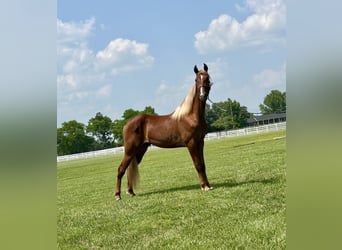 Tennessee walking horse, Gelding, 9 years, 15 hh, Sorrel