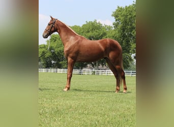 Tennessee walking horse, Gelding, 9 years, 15 hh, Sorrel