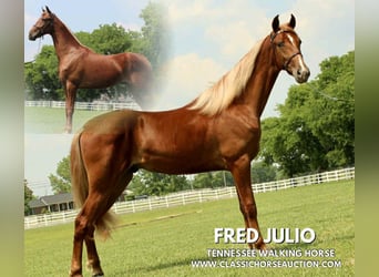 Tennessee walking horse, Gelding, 9 years, 15 hh, Sorrel