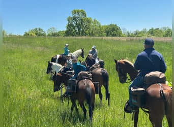 Tennessee walking horse, Gelding, 9 years, 15 hh, Sorrel