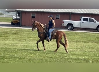 Tennessee walking horse, Gelding, 9 years, 15 hh, Sorrel