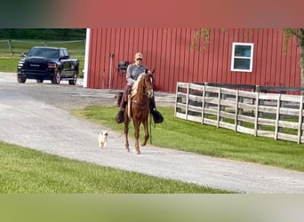 Tennessee walking horse, Gelding, 9 years, 15 hh, Sorrel