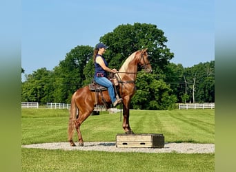 Tennessee walking horse, Gelding, 9 years, 15 hh, Sorrel
