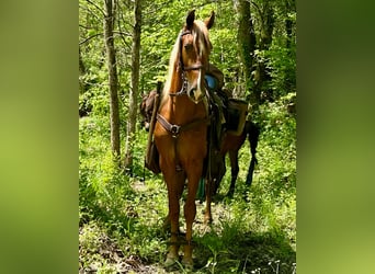 Tennessee walking horse, Gelding, 9 years, 15 hh, Sorrel