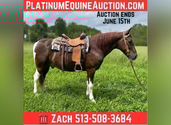 Tennessee walking horse, Gelding, 9 years, 15 hh, Tobiano-all-colors