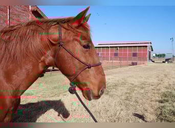 Tennessee walking horse, Gelding, 9 years, 15,3 hh, Sorrel