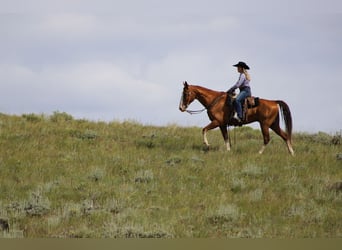Tennessee walking horse, Gelding, 9 years, 16 hh, Chestnut