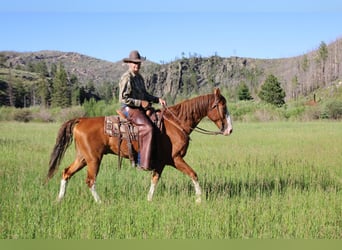 Tennessee walking horse, Gelding, 9 years, 16 hh, Chestnut