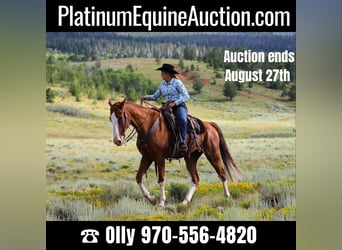 Tennessee walking horse, Gelding, 9 years, 16 hh, Chestnut