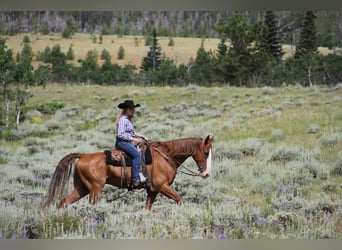 Tennessee walking horse, Gelding, 9 years, 16 hh, Chestnut