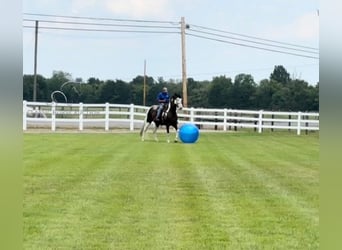 Tennessee walking horse, Gelding, 9 years, 17 hh, Tobiano-all-colors