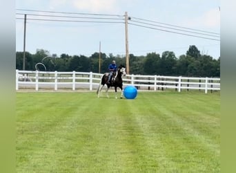 Tennessee walking horse, Gelding, 9 years, 17 hh, Tobiano-all-colors