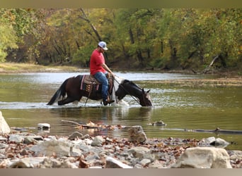 Tennessee walking horse, Gelding, 9 years, Bay