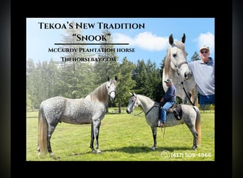 Tennessee walking horse, Gelding, 9 years, Gray-Dapple