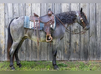 Tennessee walking horse, Gelding, 9 years, Roan-Blue