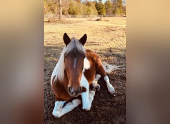 Tennessee Walking Horse, Giumenta, 10 Anni, 132 cm, Tobiano-tutti i colori