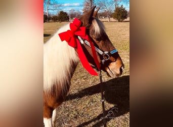 Tennessee Walking Horse, Giumenta, 10 Anni, 132 cm, Tobiano-tutti i colori