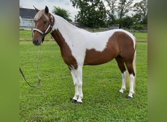 Tennessee Walking Horse, Giumenta, 10 Anni, 132 cm, Tobiano-tutti i colori