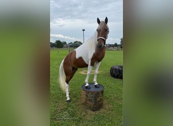 Tennessee Walking Horse, Giumenta, 10 Anni, 132 cm, Tobiano-tutti i colori