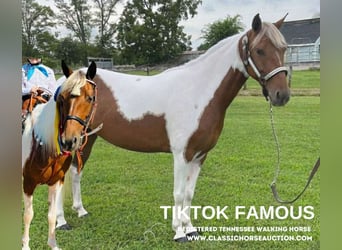Tennessee Walking Horse, Giumenta, 10 Anni, 132 cm, Tobiano-tutti i colori