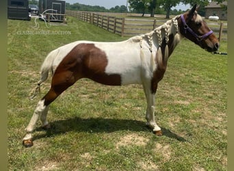 Tennessee Walking Horse, Giumenta, 10 Anni, 132 cm, Tobiano-tutti i colori