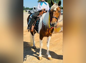 Tennessee Walking Horse, Giumenta, 10 Anni, 132 cm, Tobiano-tutti i colori