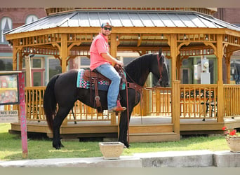 Tennessee Walking Horse, Giumenta, 10 Anni, 147 cm, Morello