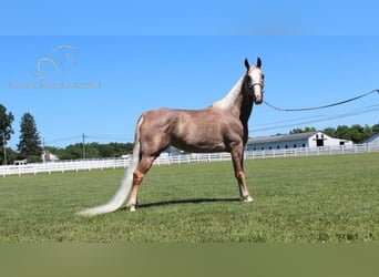 Tennessee Walking Horse, Giumenta, 10 Anni, 152 cm, Sauro scuro