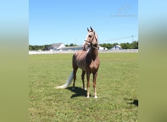 Tennessee Walking Horse, Giumenta, 10 Anni, 152 cm, Sauro scuro