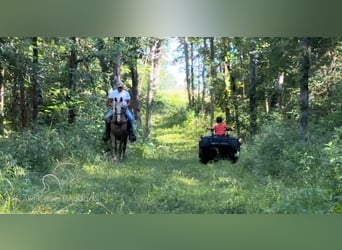 Tennessee Walking Horse, Giumenta, 10 Anni, 152 cm, Sauro scuro
