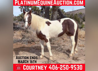 Tennessee Walking Horse, Giumenta, 10 Anni, 163 cm, Tobiano-tutti i colori