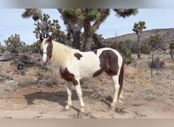 Tennessee Walking Horse, Giumenta, 10 Anni, 163 cm, Tobiano-tutti i colori