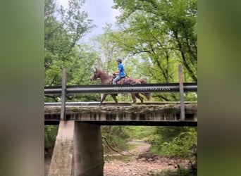 Tennessee Walking Horse, Giumenta, 12 Anni, 142 cm, Sauro ciliegia