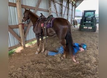 Tennessee Walking Horse, Giumenta, 12 Anni, 142 cm, Sauro ciliegia