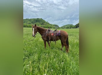 Tennessee Walking Horse, Giumenta, 12 Anni, 142 cm, Sauro ciliegia