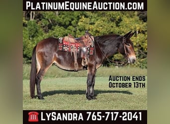 Tennessee Walking Horse, Giumenta, 12 Anni, 152 cm, Baio ciliegia