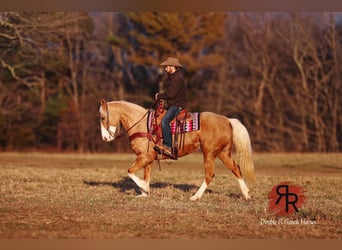 Tennessee Walking Horse, Giumenta, 12 Anni, 152 cm, Palomino