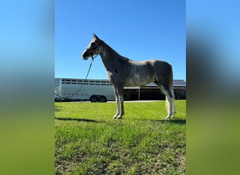 Tennessee Walking Horse, Giumenta, 12 Anni, 152 cm, Roano rosso