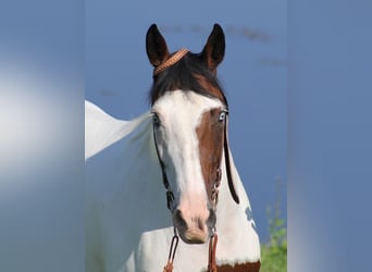 Tennessee Walking Horse, Giumenta, 13 Anni, 150 cm, Tobiano-tutti i colori