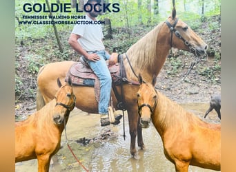Tennessee Walking Horse, Giumenta, 13 Anni, 152 cm, Sauro ciliegia