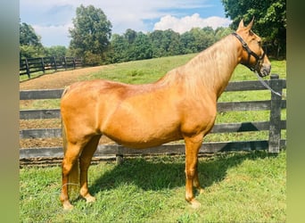 Tennessee Walking Horse, Giumenta, 13 Anni, 152 cm, Sauro ciliegia