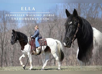 Tennessee Walking Horse, Giumenta, 13 Anni, Tobiano-tutti i colori