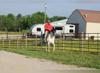Tennessee Walking Horse, Giumenta, 14 Anni, 150 cm, Tobiano-tutti i colori
