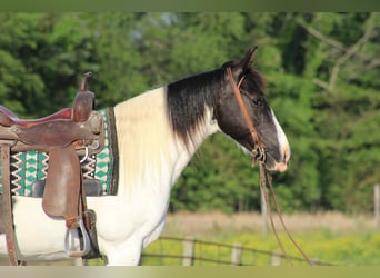 Tennessee Walking Horse, Giumenta, 14 Anni, 150 cm, Tobiano-tutti i colori