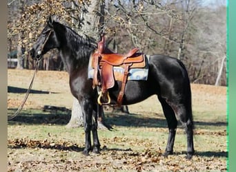 Tennessee Walking Horse, Giumenta, 14 Anni, 152 cm, Morello