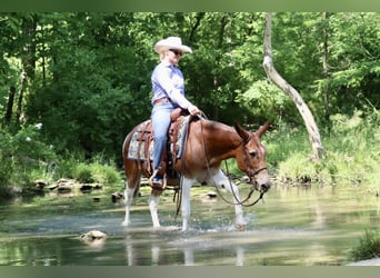 Tennessee Walking Horse, Giumenta, 14 Anni, Sauro scuro